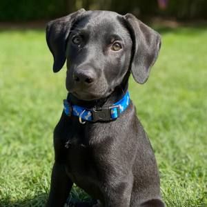 Meet your Posher, Rohan